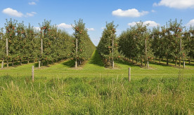 talud de gramíneas en manzanos