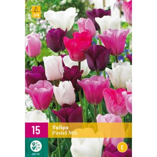 Compra TULIPÁN PASTEL MIX XXL en la tienda online Fito Agrícola