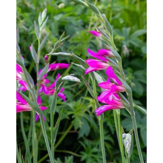 Compra GLADIOLO BYZANTINUS (100 Unid.). en la tienda online Fito Agrícola