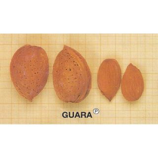Compra ALMENDRO GUARA en la tienda online Fito Agrícola