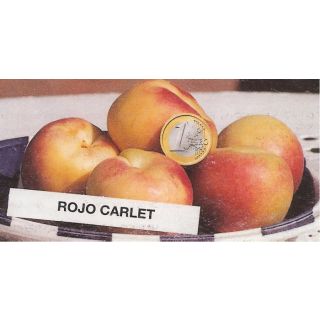 Compra ALBARICOQUERO ROJO DE CARLET en la tienda online Fito Agrícola