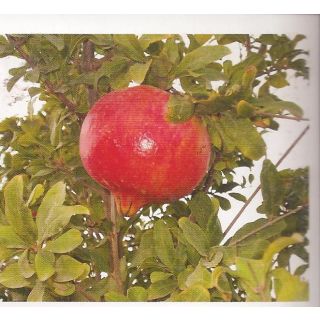 Compra GRANADO MOLLAR DE ELCHE en la tienda online Fito Agrícola