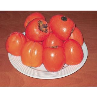 Compra KAKI ROJO BRILLANTE en la tienda online Fito Agrícola