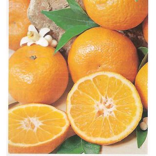 Compra MANDARINO CLEMENTINO CLEMENULES - 25 en la tienda online Fito Agrícola