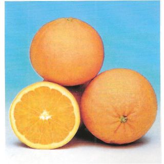 Compra NARANJO LANE LATE - 25 en la tienda online Fito Agrícola