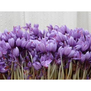 Compra AZAFRÁN DE SIEMBRA CATEGORÍA A (1 Kgr.) en la tienda online Fito Agrícola