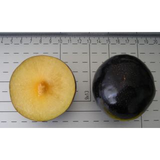 Compra CIRUELO ANGELENO en la tienda online Fito Agrícola