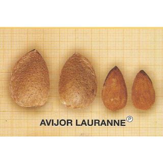 Compra ALMENDRO AVIJOR en la tienda online Fito Agrícola