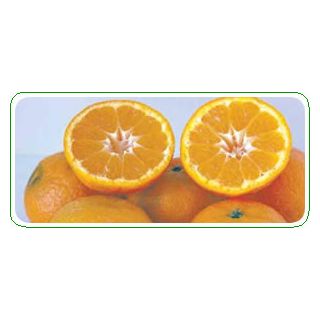 Compra MANDARINO CLEMENTINA ESBAL - 17 en la tienda online Fito Agrícola