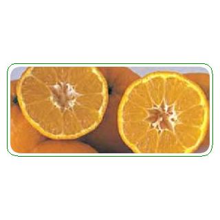 Compra MANDARINO CLEMENTINO ORONULES - 25 en la tienda online Fito Agrícola