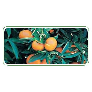 Compra MANDARINO CLEMENVILLA - 25 en la tienda online Fito Agrícola
