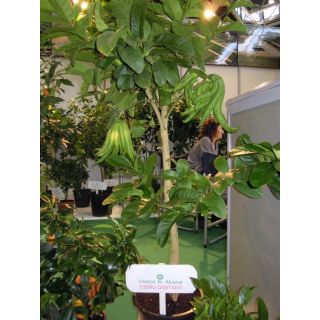 Compra CIDRO DIGITADO O MANO DE BUDA - 25 en la tienda online Fito Agrícola