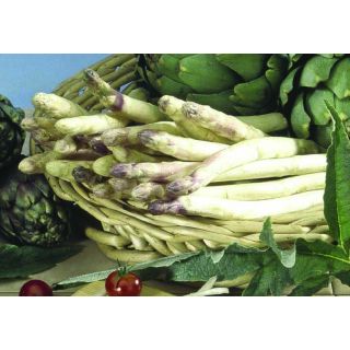 Compra ESPÁRRAGO LOLITA (25 Garras) en la tienda online Fito Agrícola