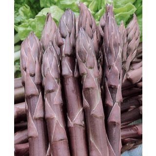 Compra ESPÁRRAGO VIOLETA (25 Garras) en la tienda online Fito Agrícola