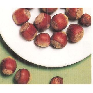 Compra AVELLANO NEGRET en la tienda online Fito Agrícola