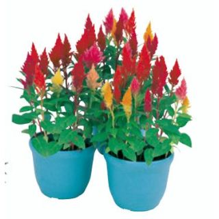 Compra CELOSÍA PLUMOSA KIMONO MIX (240 Plantas) en la tienda online Fito Agrícola