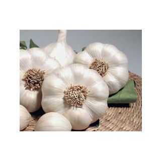 Compra AJO BLANCO DE SIEMBRA GARCUA 55/60 (5 Kgr.). en la tienda online Fito Agrícola