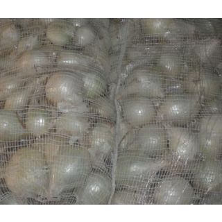 Compra CEBOLLA DE CALÇOT Variedad RECASENS (Cerca de 25 Kgr.). en la tienda online Fito Agrícola