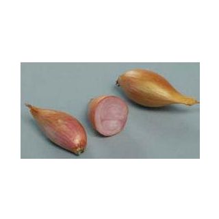 Compra CHALOTA DE SIEMBRA LONGOR 15/30 (500 gr.). en la tienda online Fito Agrícola