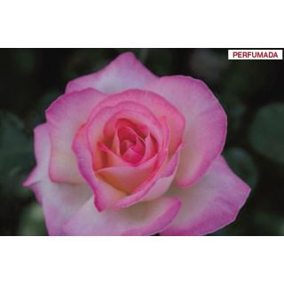 Compra ROSAL PRINCESSE DE MONACO ® - Meimagarmic en la tienda online Fito Agrícola