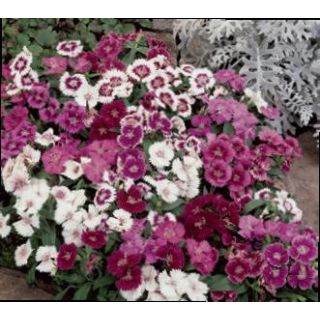 Compra DIANTHUS IDEAL MIX (240 Plantas). en la tienda online Fito Agrícola