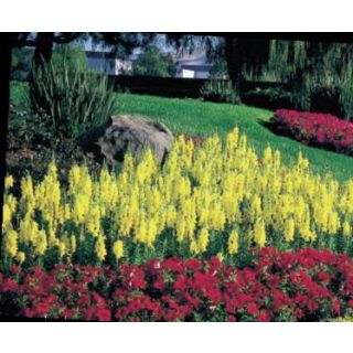 Compra ANTHIRRINUM SONNET MIX (240 Plantas) en la tienda online Fito Agrícola