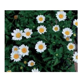 Compra CRYSANTHEMUM SNOWLAND (240 Plantas). en la tienda online Fito Agrícola