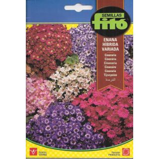 Compra CINERARIA ENANA VARIADA F1 (0,05 gr.). en la tienda online Fito Agrícola