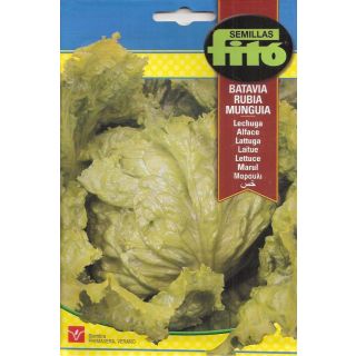 Compra LECHUGA BATAVIA RUBIA MUNGUIA (7 gr.). en la tienda online Fito Agrícola