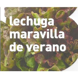 Compra LECHUGA MARAVILLA DE VERANO MS12 en la tienda online Fito Agrícola