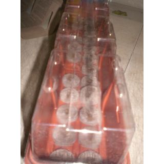 Compra INVERNADERO JIFFY EASY 24 Alveólos (53x11 cm.) (1 Unid.). en la tienda online Fito Agrícola