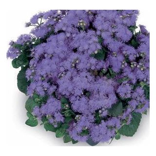 Compra AGERATHUM ALOHA (240 Plantas) en la tienda online Fito Agrícola