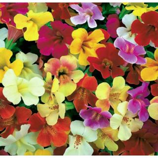 Compra MIMULUS MYSTIC MIX (240 Plantas) en la tienda online Fito Agrícola