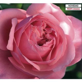 Compra ROSAL LINE RENAUD ® - Meiclusif en la tienda online Fito Agrícola