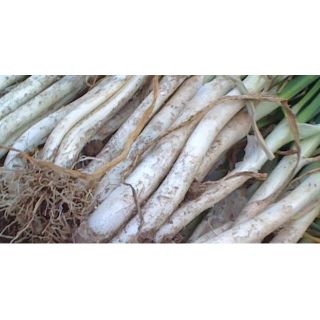 Compra CALÇOTS MB50 en la tienda online Fito Agrícola