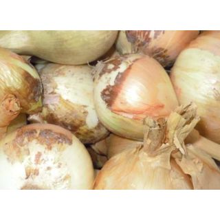 Compra CEBOLLA DULCE DE FUENTES MB50 en la tienda online Fito Agrícola