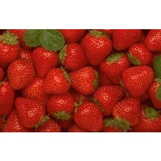 Compra FRESA M11 en la tienda online Fito Agrícola