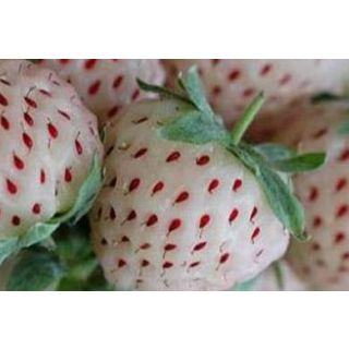 Compra FRESA BLANCA MS4 en la tienda online Fito Agrícola