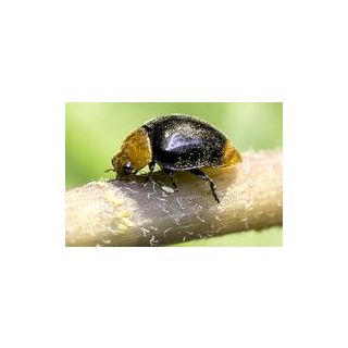 Compra CRYPTOBUG 500 (Bote de 500 adultos) en la tienda online Fito Agrícola