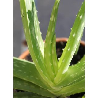 Compra ALOE VERA (1 Unid.) en la tienda online Fito Agrícola