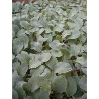 Compra COLIFLOR F1 EPS294 en la tienda online Fito Agrícola