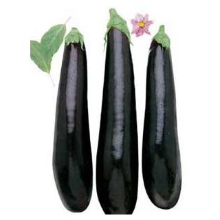 Compra BERENJENA NEGRA LARGA MS6 en la tienda online Fito Agrícola