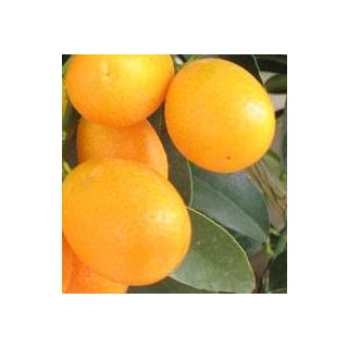 Compra KUMQUAT - 25 en la tienda online Fito Agrícola
