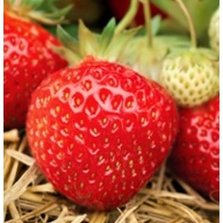 Compra FRESA MARA DES BOIS (500 Estolones) en la tienda online Fito Agrícola