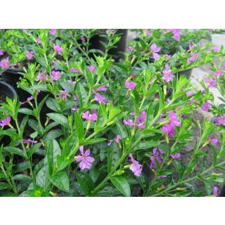 Compra CUPHEA HYSSOPIFOLIA LILA (126 Plantas). en la tienda online Fito Agrícola