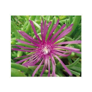 Compra DELOSPERMA COOPERI (126 Plantas). en la tienda online Fito Agrícola