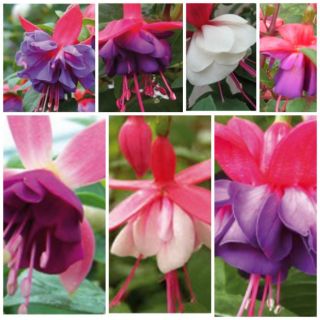 Compra FUCHSIAS MIX (126 Plantas). en la tienda online Fito Agrícola