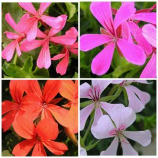 Compra GERANIO REY BALCÓN MIX (126 Plantas). en la tienda online Fito Agrícola