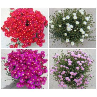 Compra MESSEM DE HOJA PEQUEÑA MIX (126 Plantas). en la tienda online Fito Agrícola