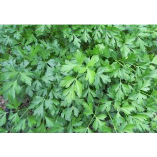 Compra PEREJIL HOJA ANCHA ECOLÓGICO ME11 en la tienda online Fito Agrícola